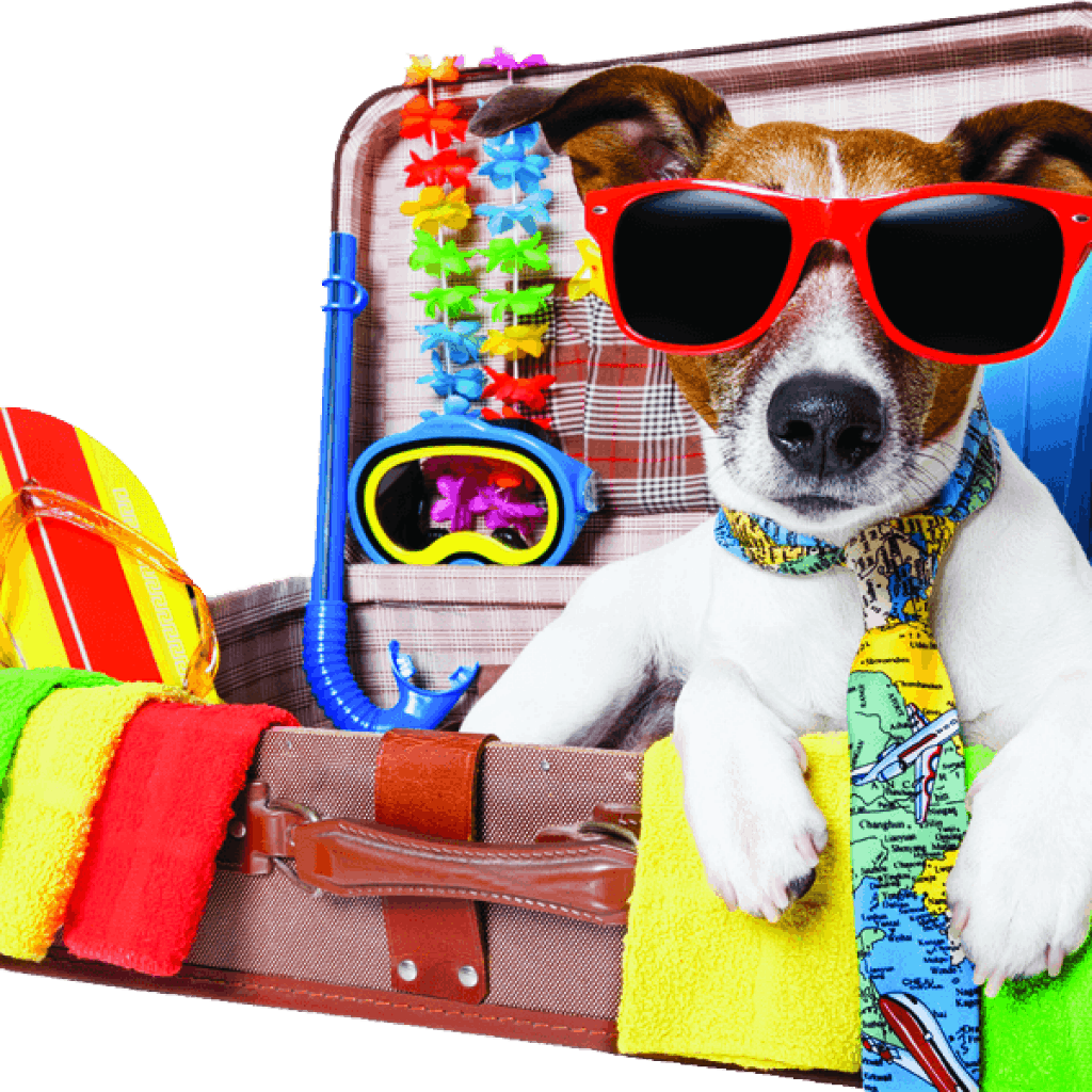 PETport Transporting Pets across SA and abroad