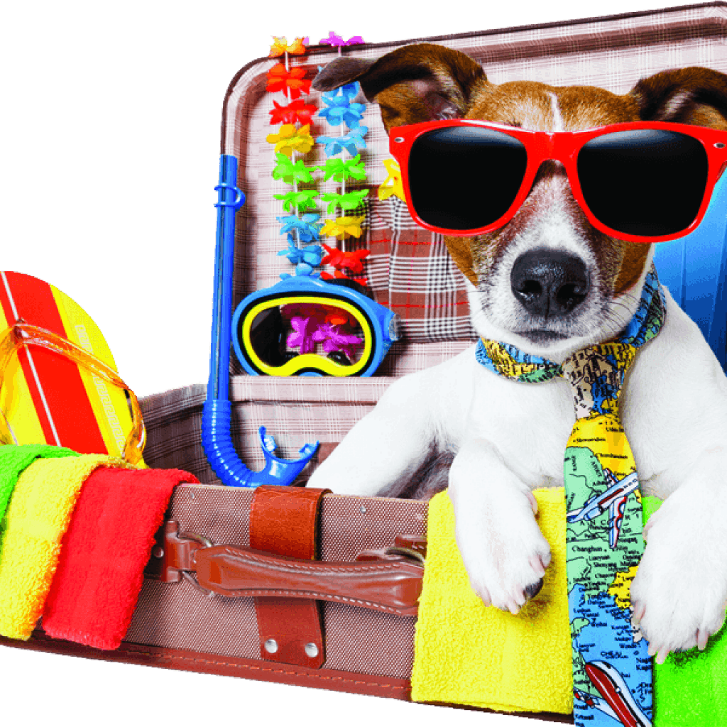 best pet travel agency