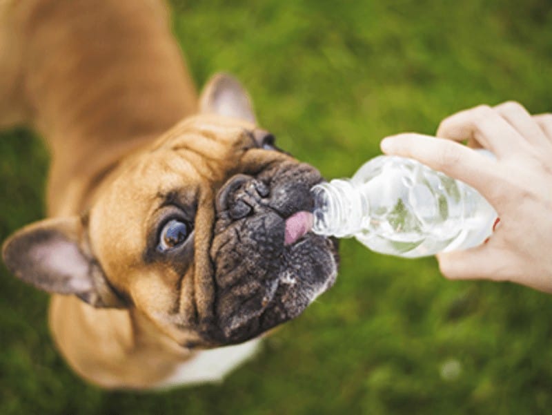 Tips to Avoid Heat Stroke in Dogs