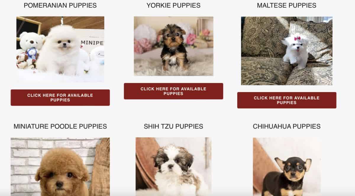 Typical puppy scam adverts
