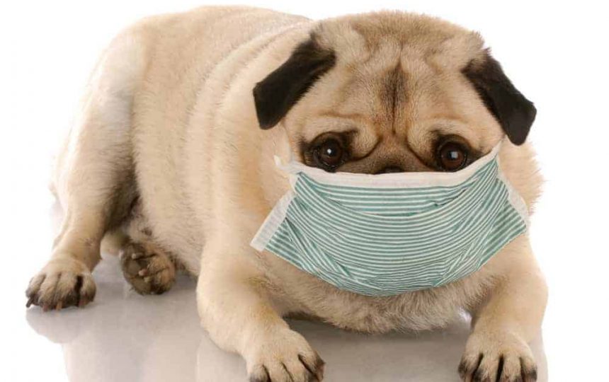sick or contagious pug wearing a medical mask