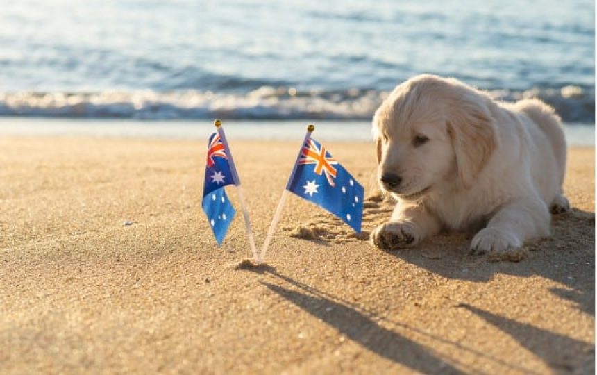 Dog on beach with flags