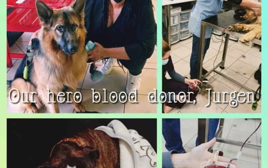 Fur Blood Donars