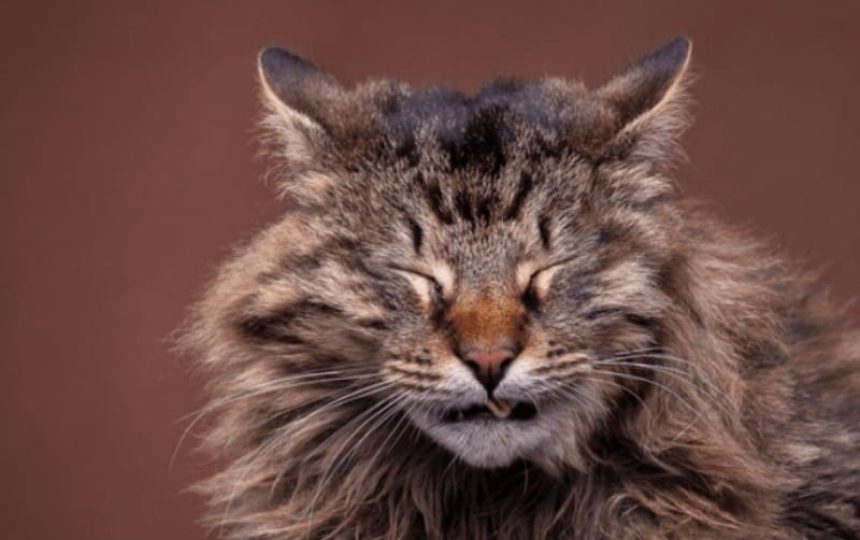 Help your Kitties with their Seasonal Allergies