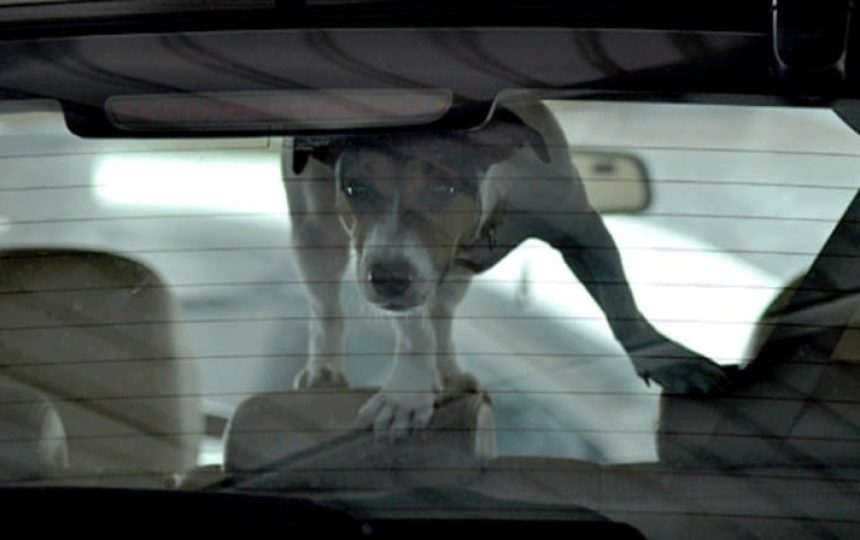 Here’s why you should never leave your fur babies alone in the car.