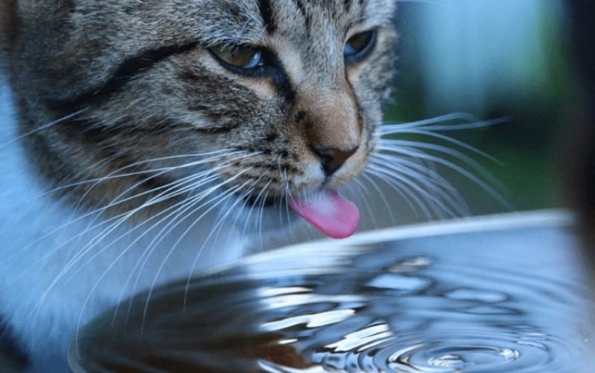 Hot to make sure your pets stay cool for the summer